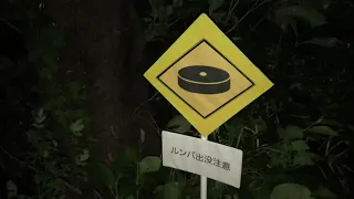 野生のルンバ　Stray Roomba