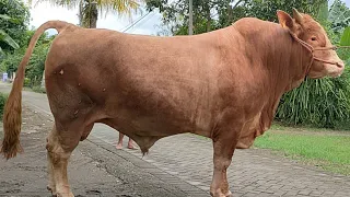 SANGGENO SAPI JUMBO AKAN TIMBANG DULU | SEBELUM LEBARAN IDUL AD'HA!!