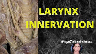 165.Innervation of Larynx   #nerve supply of larynx and pharynx #larynx #sensory