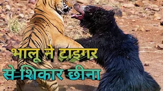 भालू ने टाइगर से शिकार छीना | Jim Corbett | Jim Corbett Hunting Story | The Temple Tiger And More