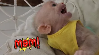 Smart Baby Monkey SUGAR Screams to Get Mom Change Diaper