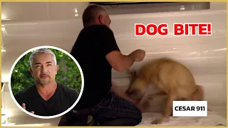 Cesar Millan gets bitten by an insecure dog! | Cesar911 Shorts