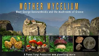 MOTHER MYCELIUM - The Mushrooms of Greece