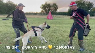 Belgian malinois Insight iz Gratsiano - protection training