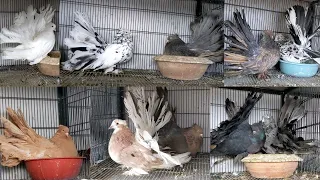 Fancy Pigeons Indian/American Fantail Best Colors Combination