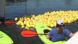 Duck Drop in Murray River 2016