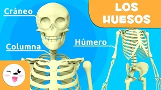 Los huesos para niños | El sistema óseo | El cuerpo humano para niños