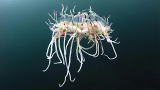 Flower Hat Jelly 🌊 Bioluminescent Ocean Marvel! | 1 Minute Animals