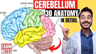 external features of cerebellum anatomy 3d | morphological and functional division of cerebellum