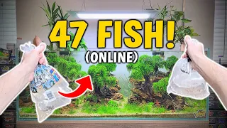 How Buying 47 Fish Online Saved Me Money? - Adding To Aquarium