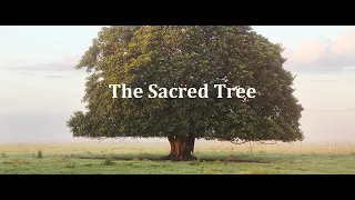 The Fall of a Sacred Tree
