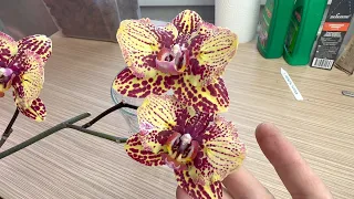 this orchid needs a special transplant / rare orchid CLEOPATRA butterfly