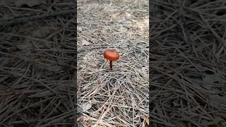 Грибний Бермудський трикутник 😉 🍄