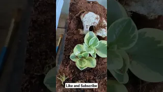 New Desert Terrarium for Ants