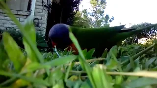 Real Fairies Caught on Camera playing with birds hiding in the grass