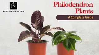 Best Indoor Plants For Decoration - Low Maintenance Air-purifying Houseplants and Office plants