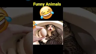 Funny Cats #funny #cat #funnyanimals #funnyvideo #pets #shortsfeed #shorts
