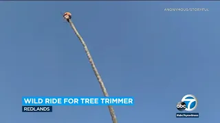 Redlands tree trimmer goes viral after wild palm tree ride | ABC7