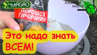 ИЗБАВИТЬСЯ ОТ ТЛИ и БЛОШКИ НАТУРАЛЬНО и БЕСПЛАТНО. Мифы и реальность про "забудьте о тле навсегда".