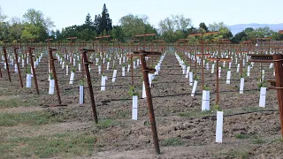 Watch this Before Planting a New Vineyard
