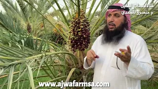 فيديو٣ مراحل تطور ثمار النخيل ( عجوة المدينة ) ومصطلح ( البلح ، الزهو ، القنو)عند المزارعين بالمدينة