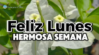 Feliz Lunes Hermosa semana para ti Bonito mensaje de buenos días