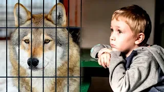 Деревенский мальчик освободил волков из клетки. Хищники отплатили ему сполна