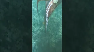 Catching Octopus #fishing #fish #diving#pesca #sea #spearfishing #sea #octopus