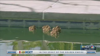 If it's springtime, it must be backyard duck season for one Bakersfield couple