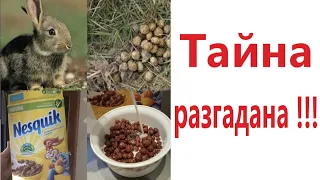 ПРИКОЛЫ! ТАЙНА РАЗГАДАНА!!! Угарные МЕМЫ, смешные истории от Доми шоу!