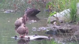 오리 /나의하루는기적입니다노래로김옥춘글뺏기집단괴롭힘금지.김옥춘죽은후에도금지.언더우드의기도해바라기연가고마운당신좋은글중에서모출마선언문인생이란가만히스스로를안아책