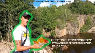 FISKAR GULDFISKAR - HUR SJUKT KUL VA INTE DETTA!