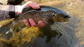 A Real Battle! KEN LOCKWOOD GORGE FLY FISHING - March 2022