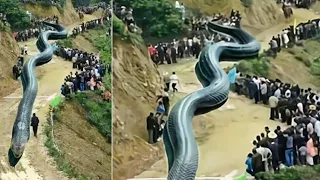 पूरा का पूरा देश निगल जाता अगर ये ज़िंदा होता the biggest titanoboa snake ever lives,longest snake