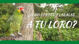 ¿CÓMO CORTARLE LAS ALAS A TU LORO?