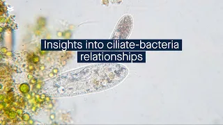 Exploring the symbiotic relationships between ciliates and bacteria with single-cell sequencing