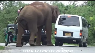 A wild elephant attacked a van that tried to drive three wildlife vehicles together.