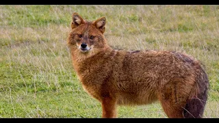 Golden jackal (Canis aureus).