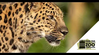 Feed the Zoo Campaign - Leopards