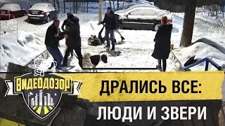 В массовой потасовке сошлись парни, девушки и собаки | Видеодозор