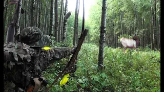 Elk Hunting withTraditional Bow/Tips n Tricks