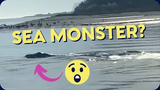 Mysterious Sea Creature Spotted in North Carolina! What Is It?