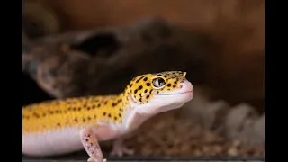 Music for leopard geckos (Increased eating/activity/breeding) 1 hour