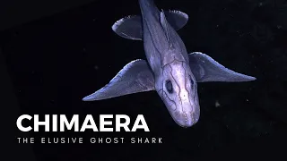 The Mysterious Ghost Shark