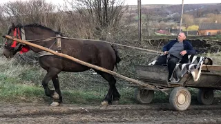 Коні Ваговози.Запрягли Кобилу.Гарно Йде!!!🔥🔥🔥🐴🐴🐴🐎🐎🐎