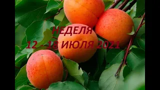 ВЕСЫ. 🍑НЕДЕЛЯ 12-18 ИЮЛЯ 2021. Таро прогноз