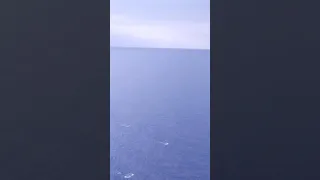 Dolphins Jumping in front of Aida Cruise Ship sailing from France to Germany