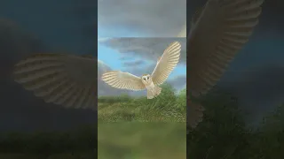 Painting the Portrait of a Barn Owl Named Willow 🎨🖌