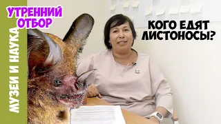 Какие тайны скрывают фекалии летучих мышей? Наталья Носова