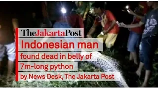Indonesian man found dead in belly of 7m-long python